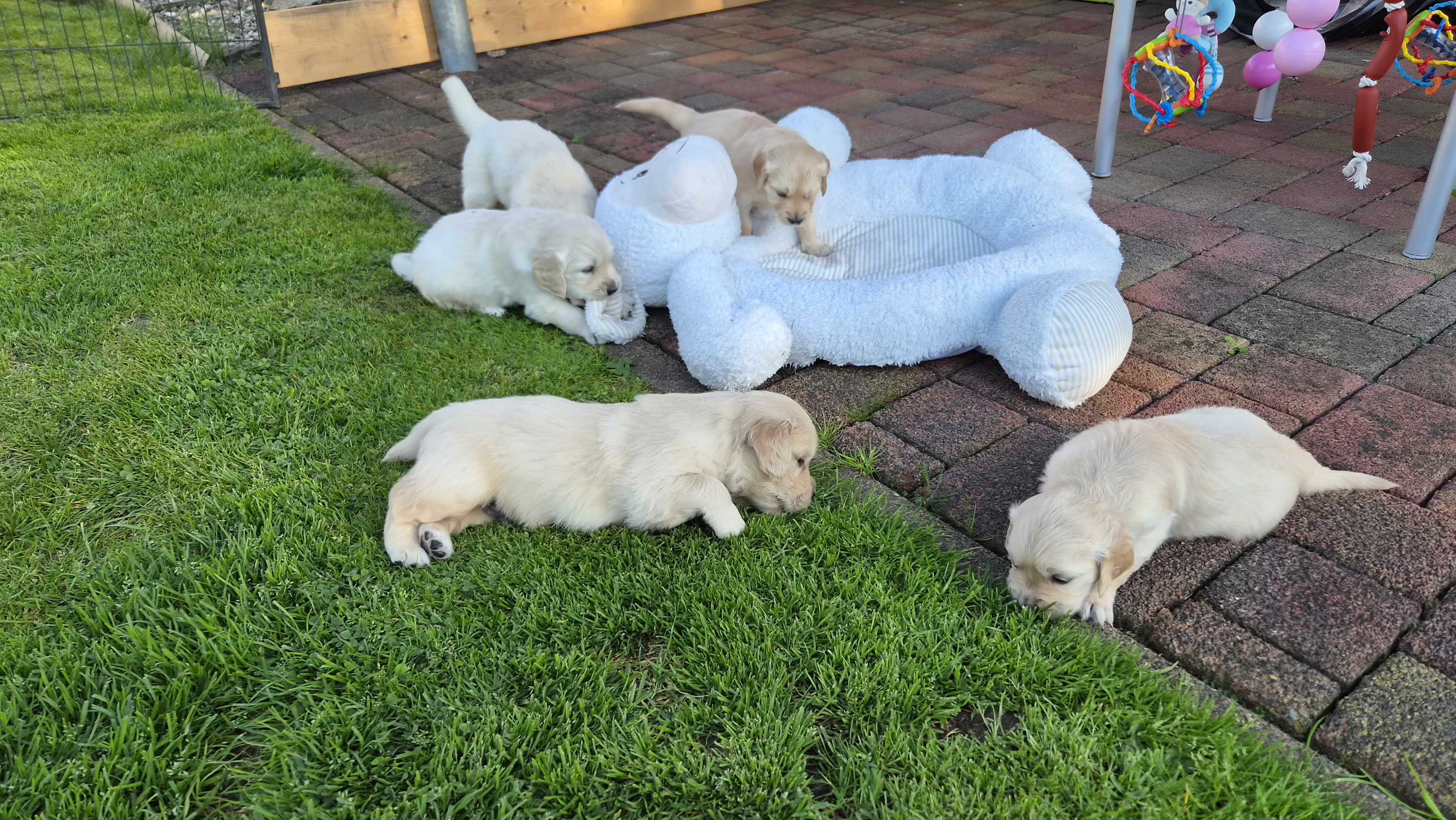 Golden Valley of Peace - Golden Retriever